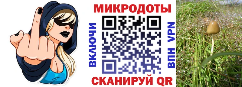 МЕГА ТОР  Тейково  Галлюциногенные грибы Psilocybine cubensis 